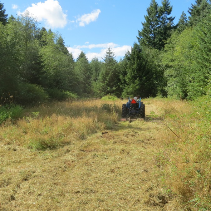 Our new neighbour mowing our meadow on our first day as landowners August 2013